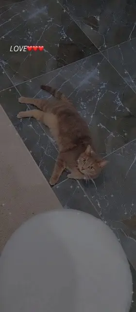 chatte lost   59310 Orchies Simba