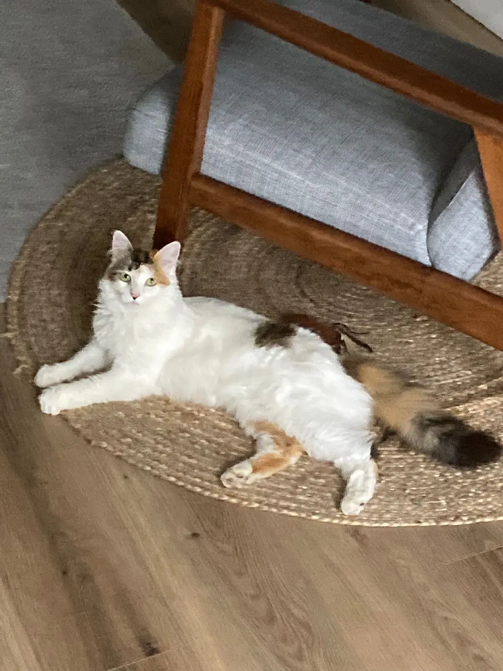 Chatte Perdue 59 Nord - Simone Chatte Perdue 59 Nord - Simone