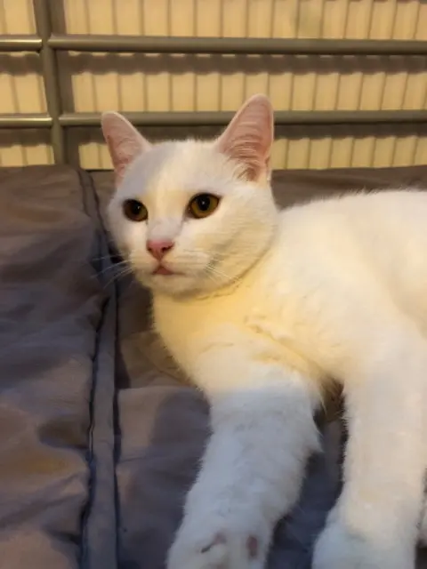 chatte lost   59112 Annœullin Stolas