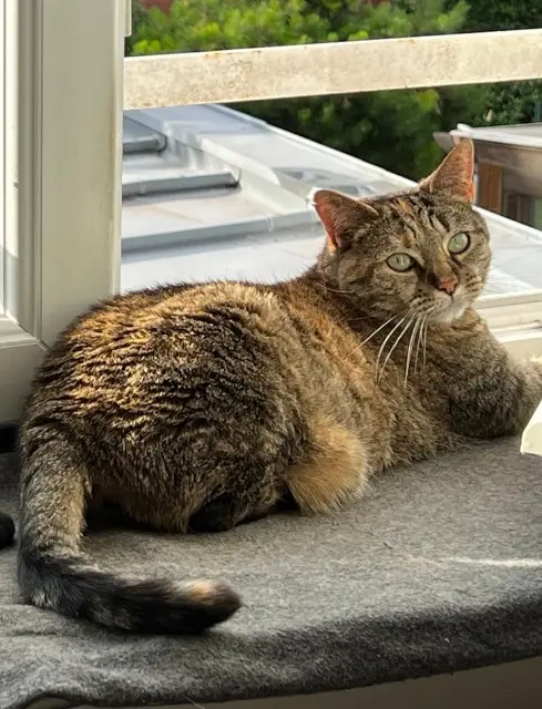 chatte lost   59120 Loos Tartiflette