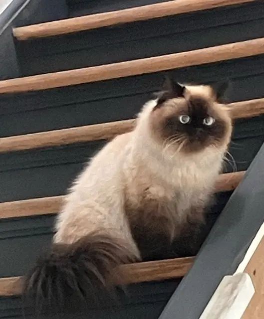 chatte lost   59110 La Madeleine Tessie