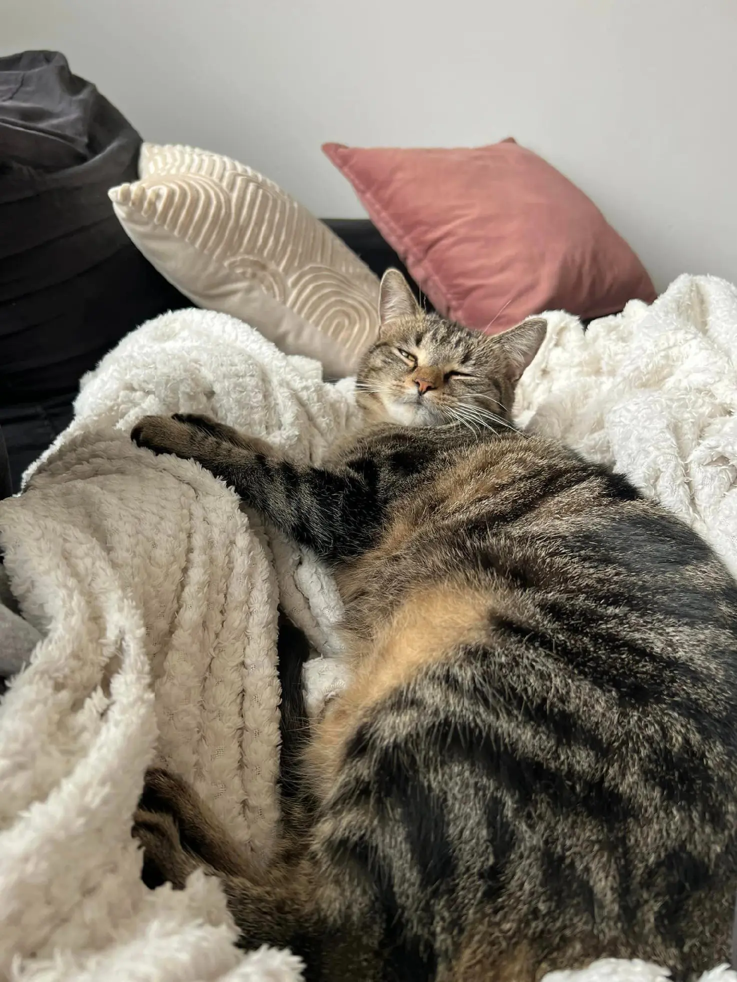 Chatte Perdue 59 Nord - Thalya Chatte Perdue 59 Nord - Thalya