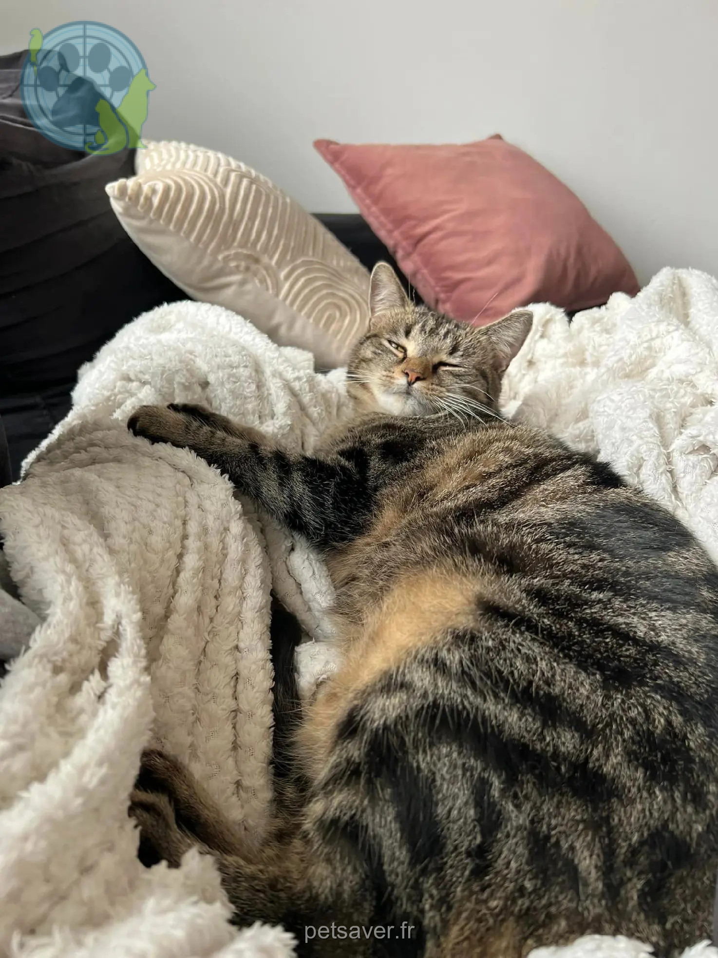 Chatte Perdue 59 Nord - Thalya Chatte Perdue 59 Nord - Thalya