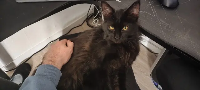 chatte lost    Villeneuve-d'Ascq Tia