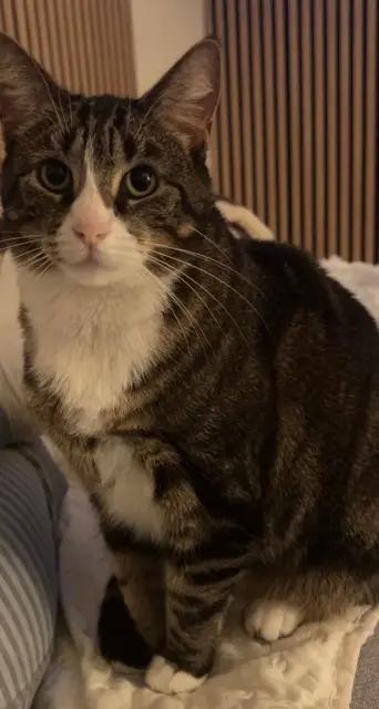 chatte lost   59440 Avesnes-sur-Helpe Tigrette