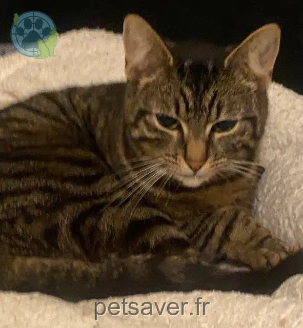 kat lost   59167 Lallaing Tigrou