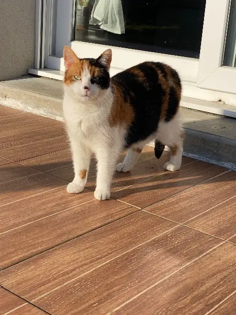 chatte lost   59152 Chéreng Tikie