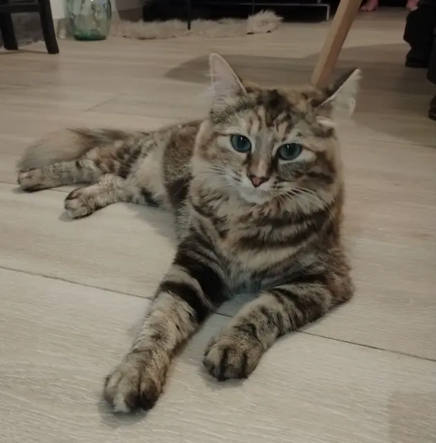 chatte lost   59560 Comines Tina