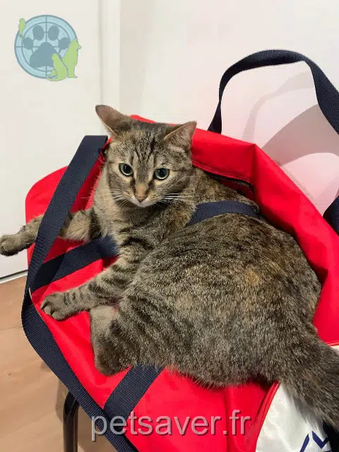 cat lost   59262 Sainghin-en-Mélantois Tofu