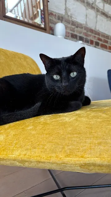 chatte lost   59710 Avelin Twilly