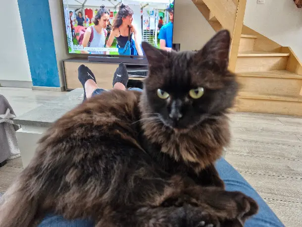 Chatte Perdue 59 Nord Chatte Perdue 59 Nord