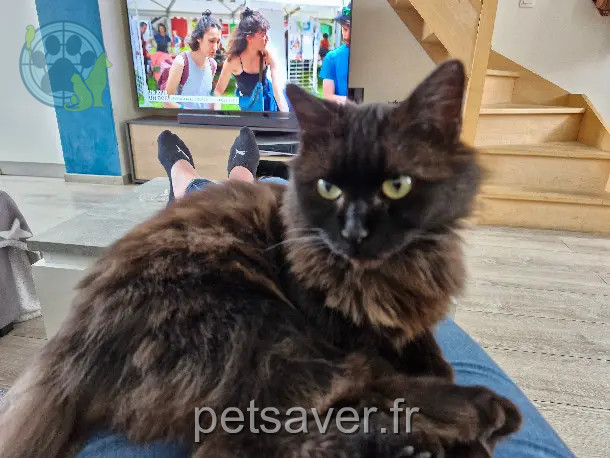 Chatte Perdue 59 Nord Chatte Perdue 59 Nord
