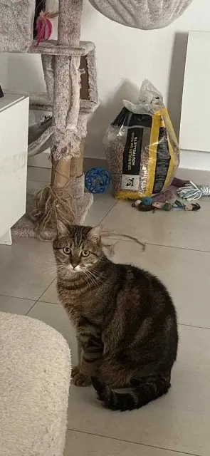 chatte lost   59126 Linselles Ulya