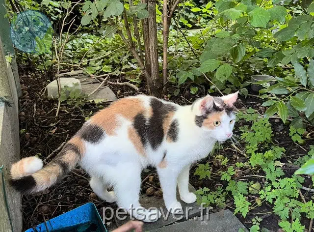 chatte lost   59840 Pérenchies Umy