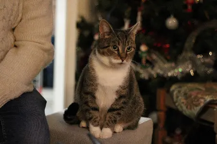 Chatte Perdue 59 Nord Valenciennes - Chaussette Chatte Perdue 59 Nord Valenciennes - Chaussette
