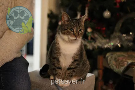 Chatte Perdue 59 Nord Valenciennes - Chaussette Chatte Perdue 59 Nord Valenciennes - Chaussette