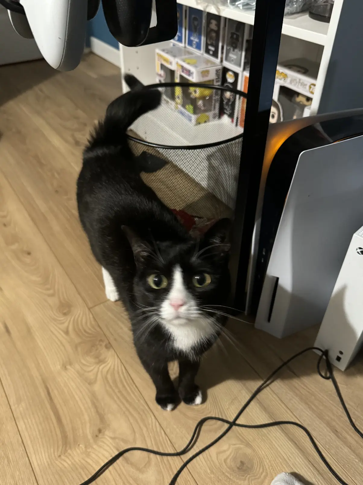 Chatte Perdue 59 Nord Valenciennes - Miko Chatte Perdue 59 Nord Valenciennes - Miko
