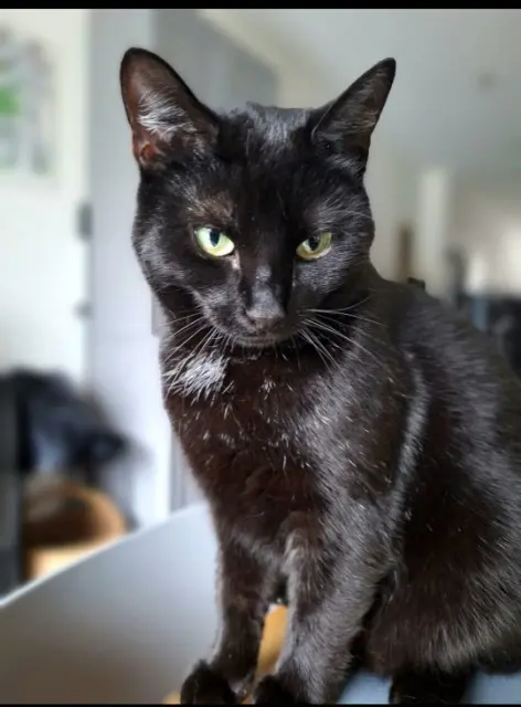 chatte lost   59300 Valenciennes Mina