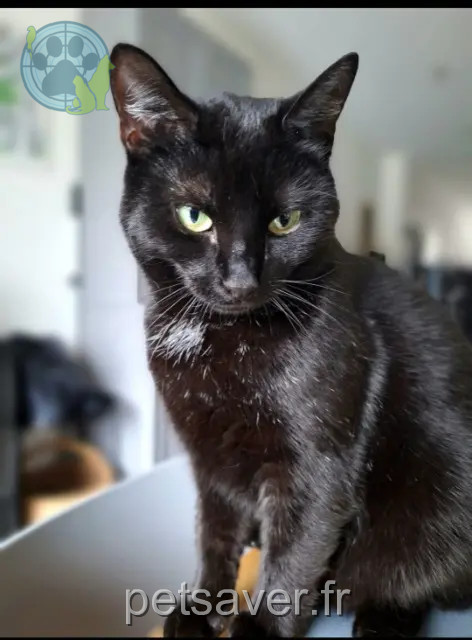kat vermist 59300 Valenciennes Mina kat lost 59300 Valenciennes Mina