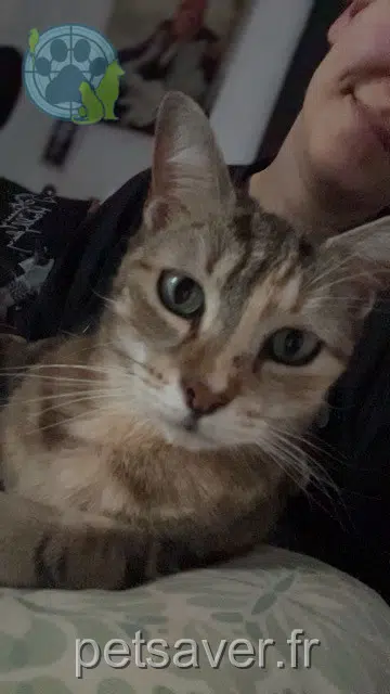 chatte lost   59300 Valenciennes Nina