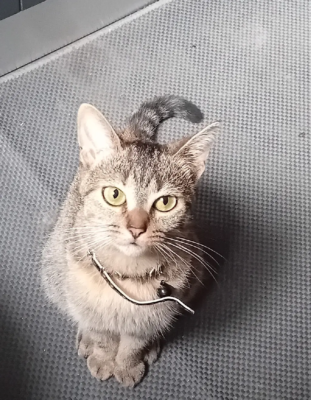 Chatte Perdue 59 Nord Valenciennes Chatte Perdue 59 Nord Valenciennes