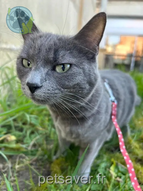 cat lost 59300 Valenciennes Tess cat lost 59300 Valenciennes Tess