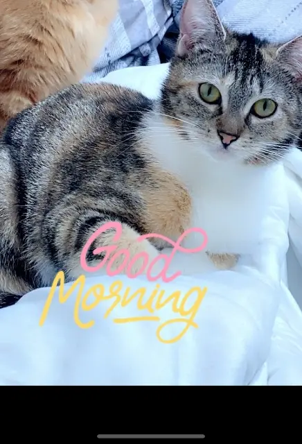 chatte lost   59200 Tourcoing Vaya
