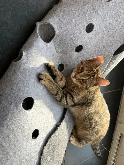 chatte lost   59211 Santes Vaïa