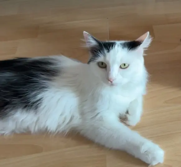 chatte lost   59770 Marly Viky