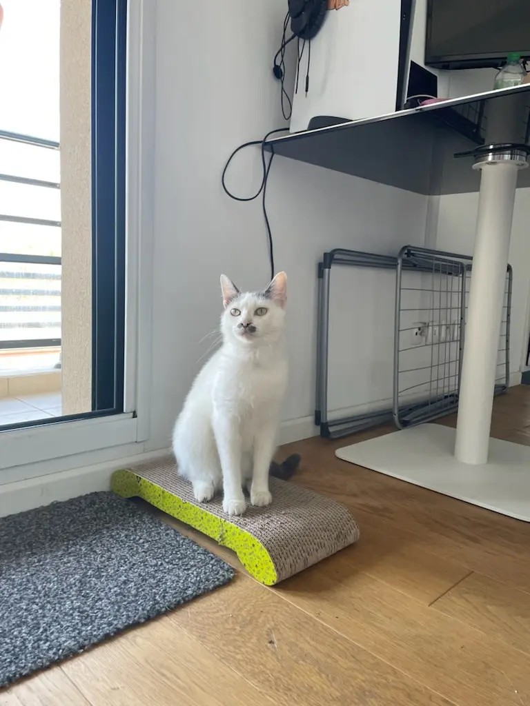 Chatte Perdue 59 Nord - Violette Chatte Perdue 59 Nord - Violette