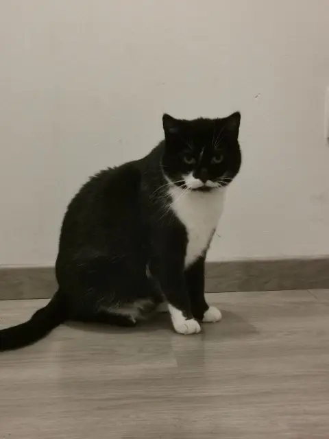 chatte lost   59880 Saint-Saulve Willow (Poum Poum)