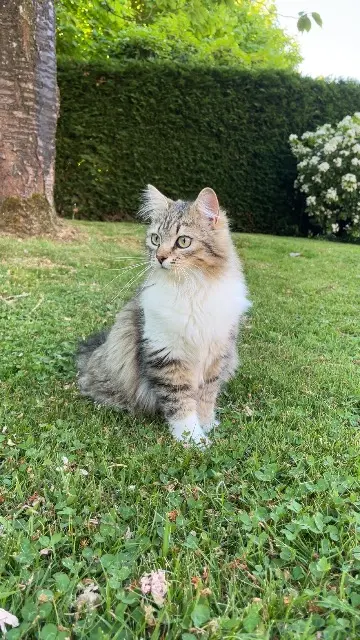 chatte lost   59890 Quesnoy-sur-Deûle Winnie
