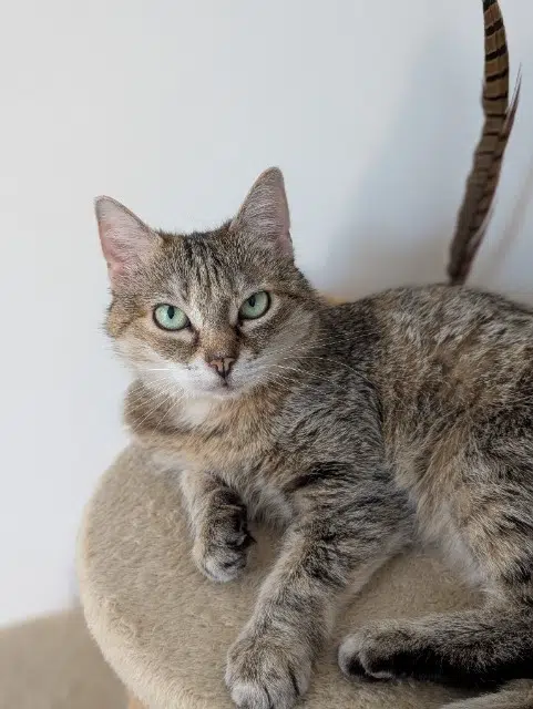 chatte lost   59110 La Madeleine Wonka