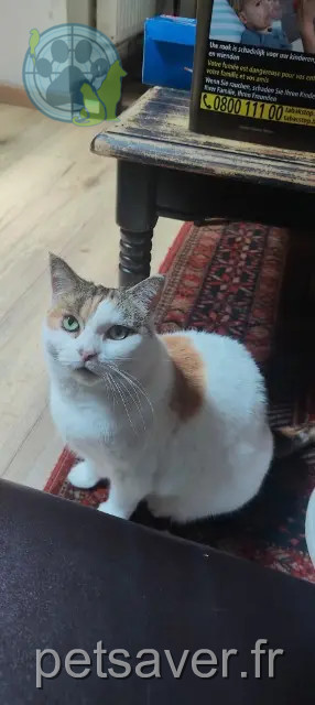 kat vermist 59200 Tourcoing Yucca kat lost 59200 Tourcoing Yucca