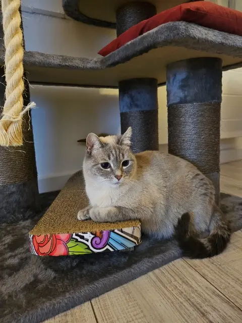chatte lost   59890 Quesnoy-sur-Deûle Yuki
