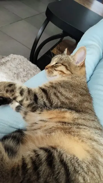 chatte lost   59270 Bailleul Yumi