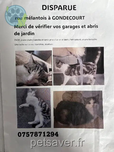 chatte lost   59147 Gondecourt Zazie