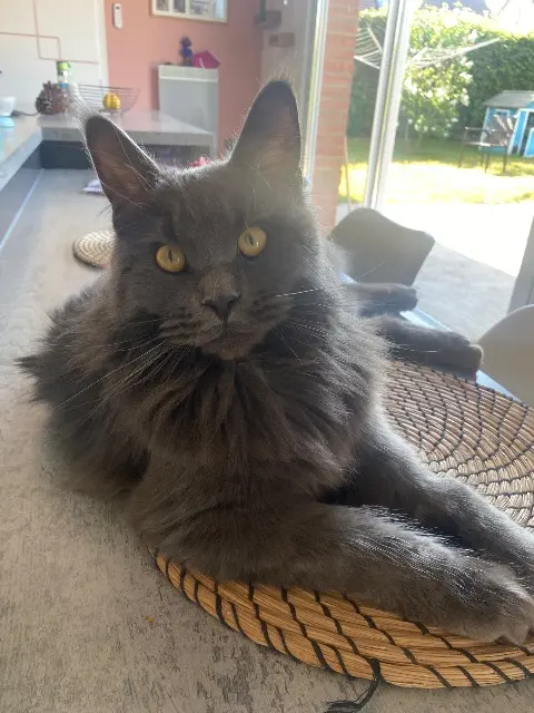 chatte lost   59269 Sepmeries Zeflora