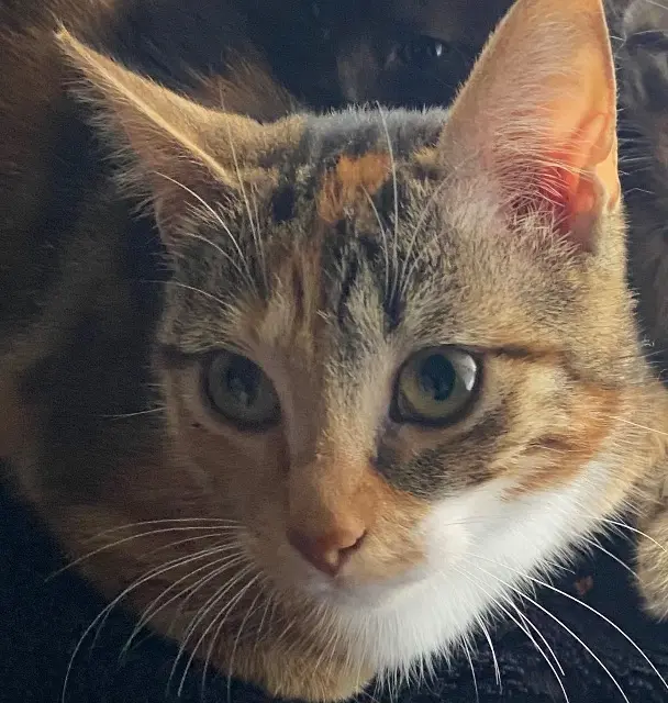 chatte lost   59200 Tourcoing Zoe