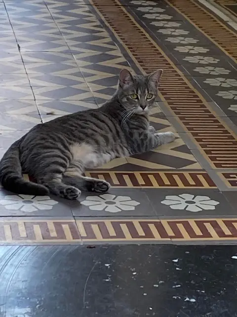 chatte lost   59730 Solesmes Zoe