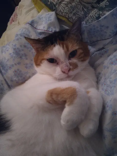 chatte lost   59450 Sin-le-Noble ZOE