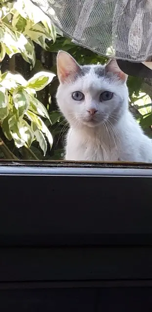 chatte lost   59200 Tourcoing Zoé