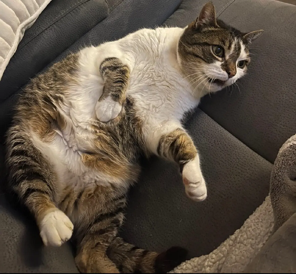 Chatte Perdue 59 Nord Chatte Perdue 59 Nord