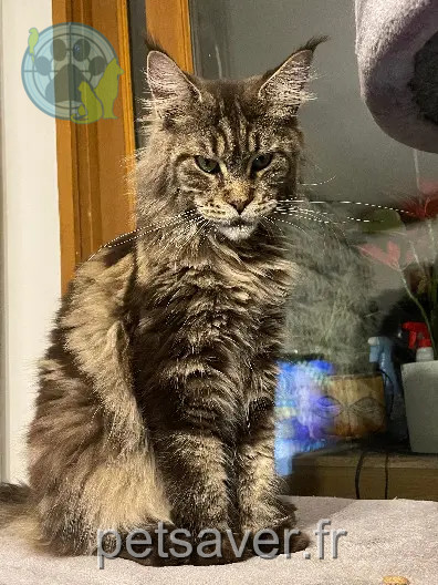 Chatte Perdue 59 Nord Chatte Perdue 59 Nord