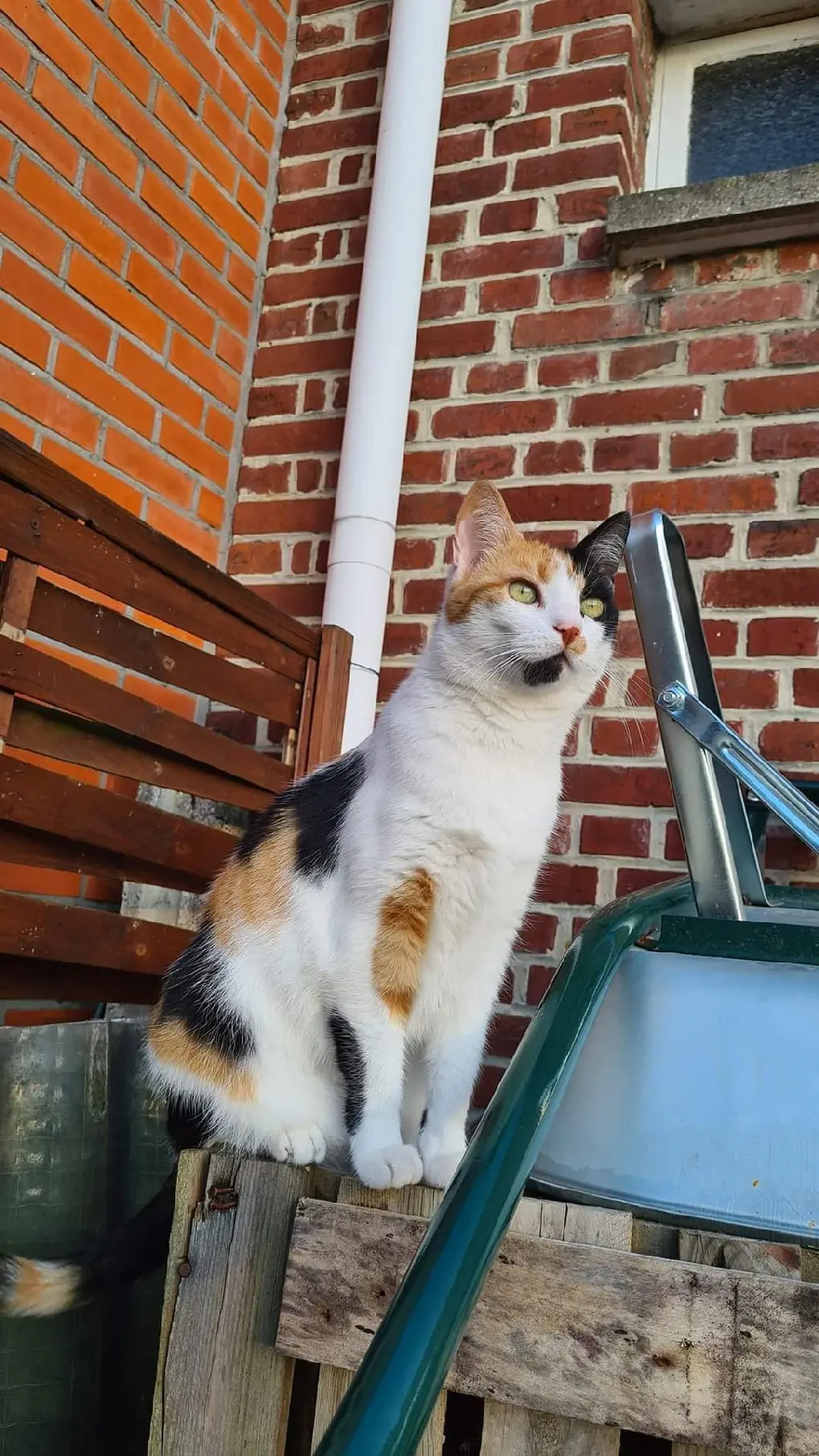 Chatte Perdue 59 Nord Chatte Perdue 59 Nord