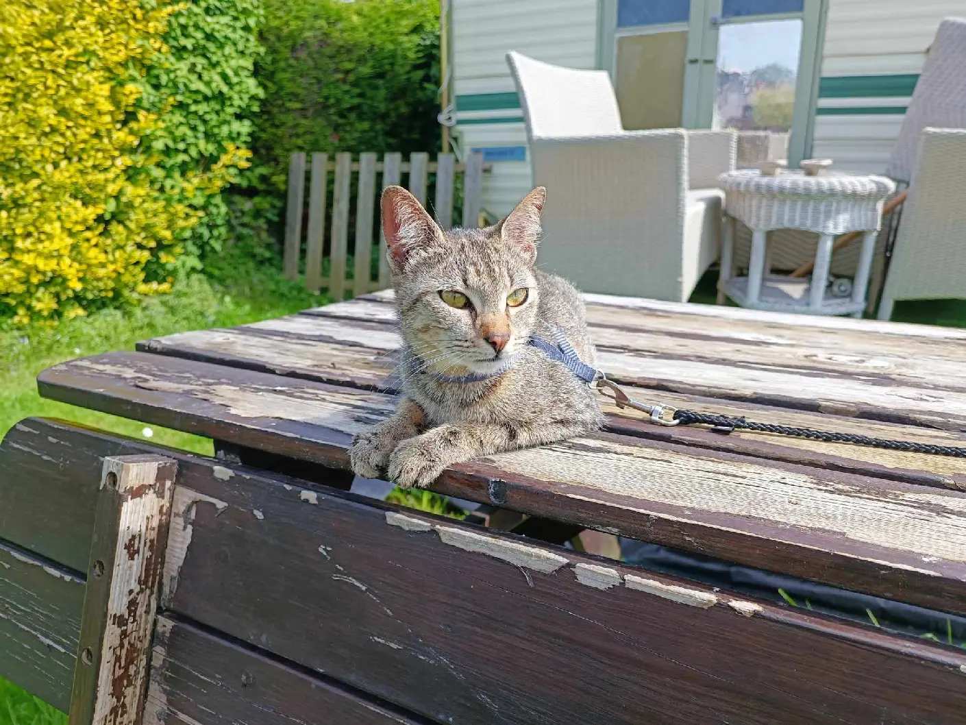 Chatte Perdue 59 Nord Chatte Perdue 59 Nord