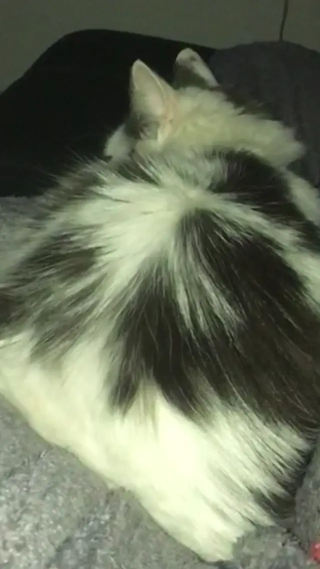 Chatte Perdue 59 Nord Chatte Perdue 59 Nord