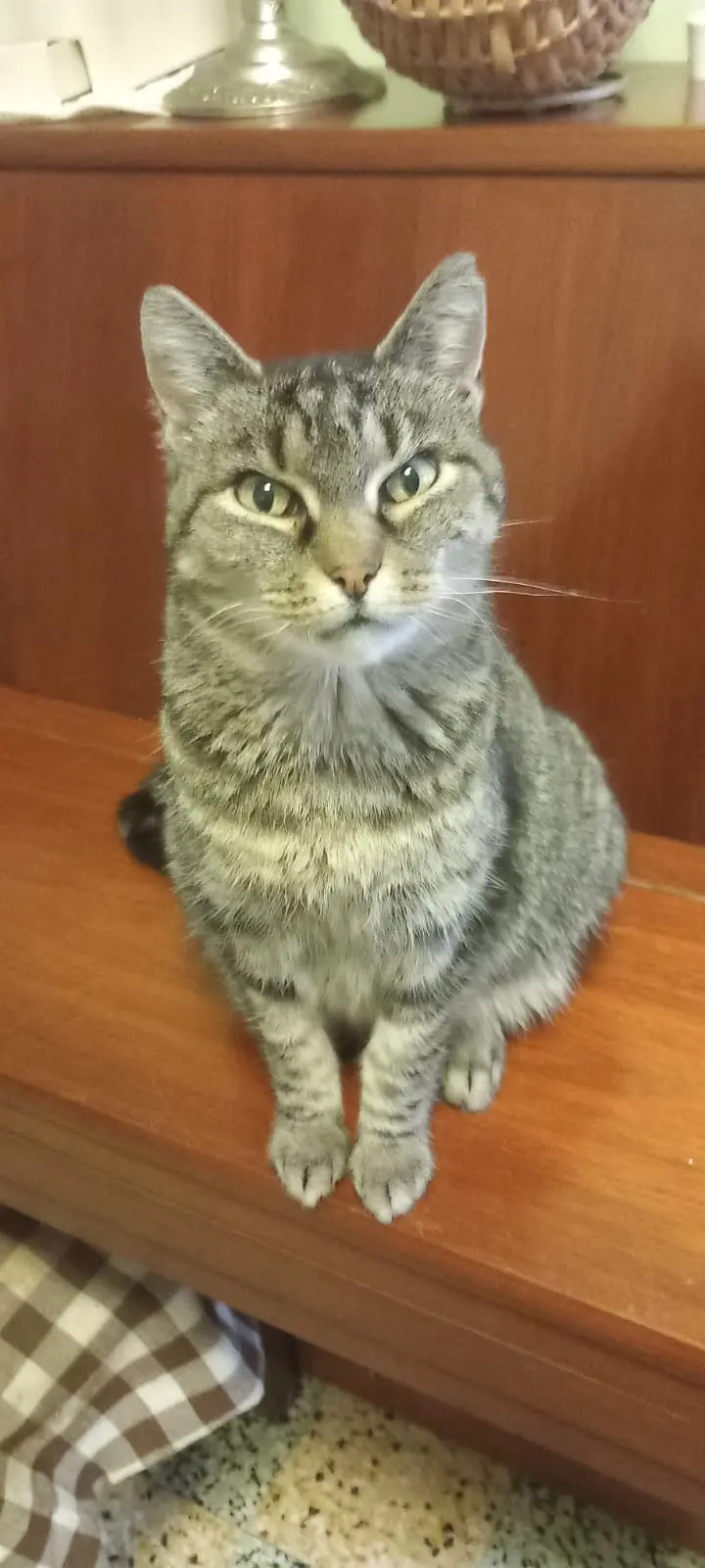 Chatte Perdue 59 Nord Chatte Perdue 59 Nord