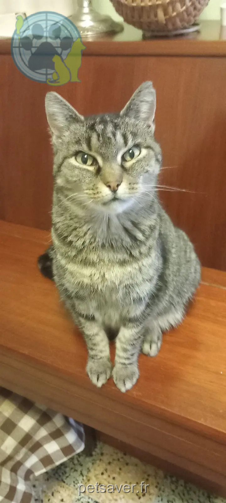 Chatte Perdue 59 Nord Chatte Perdue 59 Nord