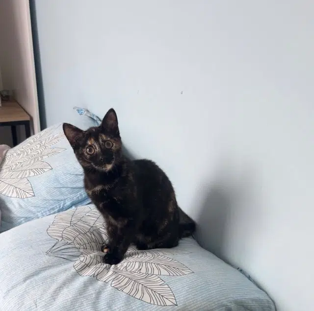 Katze vermisst 60350 Cuise-la-Motte Abyss Katze lost 60350 Cuise-la-Motte Abyss